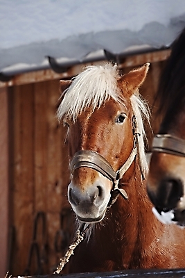 포토 JPG 해외이미지 동물 겨울 밭 농업 사람없음 농장 갈색 머리 어둠 침묵 목장 추위 슬픔 안개 가을 시골 승차 땅 장면 갈기 흐림 유지 외양간 해외포토 계절 감정 산업 컬러 모션 날씨 신체부위 소리 파일형식 이미지허브