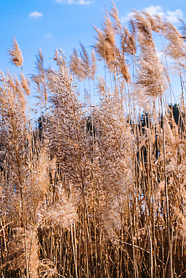포토 JPG 해외이미지 주간 갈대 풍경 사람없음 야외 가을 팜파스그라스 스타일 해외포토 자연요소 식물 계절 파일형식 이미지허브