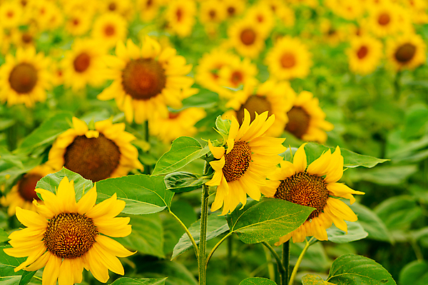 포토 JPG 해외이미지 주간 줄기 잎 꽃밭 해바라기 사람없음 야외 아웃포커스 해외포토 자연요소 식물 꽃 촬영기법 파일형식 이미지허브