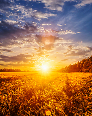 포토 JPG 해외이미지 자연 하늘 사람없음 야외 햇빛 태양 농경지 일몰 밀밭 해외포토 자연요소 밭 농장 노을 밀 생태계 파일형식 이미지허브