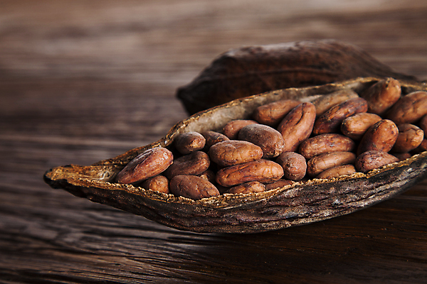 포토 JPG 해외이미지 디저트 사람없음 아웃포커스 카카오열매 나무배경 해외포토 열매 음식 백그라운드 촬영기법 카카오 파일형식 이미지허브