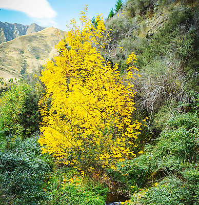 포토 JPG 해외이미지 주간 나무 자연 산 사람없음 야외 해외포토 자연요소 식물 생태계 파일형식 이미지허브