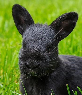 포토 JPG 해외이미지 동물 1 꽃 야생동물 백그라운드 밭 포유류 자연 부활절 사람없음 야외 초록색 반려동물 농장 갈색 정원 봄 회색 아기 토끼 달콤 작음 모피 먹기 데이지 귀 부드러움 솜털 해외포토 식물 계절 기념일 컬러 농업 모션 사람 신체부위 감각 맛 크기 생태계 파일형식 이미지허브