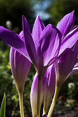 포토 JPG 해외이미지 식물 계절 공원 꽃잎 꽃 백그라운드 잎 꽃무늬 자연 사람없음 야외 초록색 컬러풀 뷰티 정원 보라색 봄 벚꽃 가을 신선 개화 숲 제비꽃 라일락 내추럴 해외포토 공공시설 컬러 무늬 생태계 파일형식 이미지허브