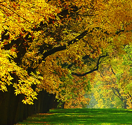 포토 JPG 해외이미지 주간 길 단풍 단풍나무 풍경 사람없음 야외 노란색 가을 해외포토 자연요소 나무 계절 컬러 잎 파일형식 이미지허브