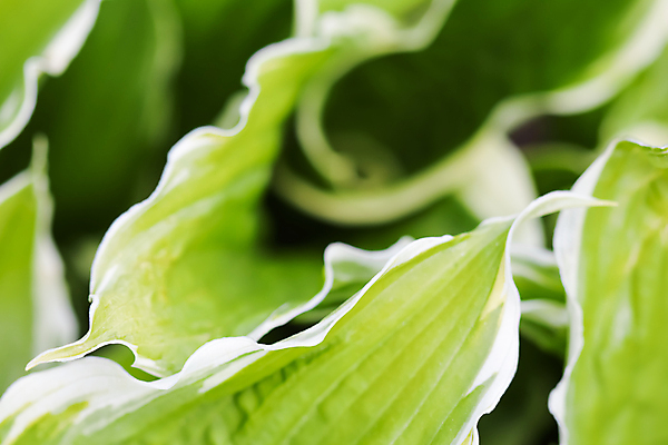 포토 JPG 해외이미지 식물 디자인 계절 백그라운드 잎 패턴 자연 추상 사람없음 야외 장식 초록색 빛 환경 정원 봄 흰색 신선 정상 관목 묘사 원예 질감 생물학 위치 내추럴 원예사 국경 해외포토 나무 직업 교육 컬러 무늬 취미 생태계 파일형식 이미지허브