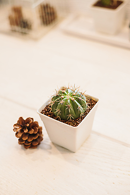 포토 JPG 해외이미지 모양 식물 지구 모래 잎 공 자연 선인장 건조 통 사람없음 장식 초록색 물 정원 사막 성장 흰색 뜨거움 원형 황금 정상 위험 척추 묘사 리빙 내추럴 해외포토 자연요소 도형 컬러 컨셉 뼈 생태계 파일형식 이미지허브