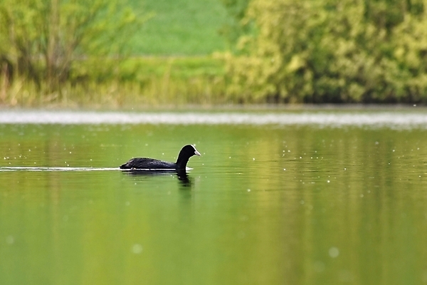 포토 JPG 해외이미지 동물 1 호수 야생동물 백그라운드 날개 자연 조류 표면 새로움 오리 성인 사람없음 빨간색 초록색 물 여름 강 반사 머리 검은색 수영 봄 흰색 연못 달콤 호주 깃털 부리 체코 물새 내추럴 공화국 유라시아 해외포토 자연요소 계절 유럽 나라 아시아 컬러 컨셉 사람 신체부위 수상스포츠 오세아니아 맛 생태계 파일형식 이미지허브