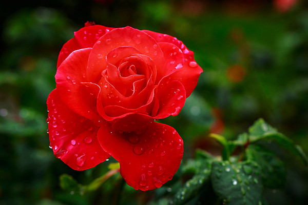 포토 JPG 해외이미지 꽃 산업 농업 자연 사람없음 야외 가로 컬러풀 장미 닫기 원예 카피스페이스 해외포토 식물 컬러 모션 취미 공백 생태계 파일형식 이미지허브