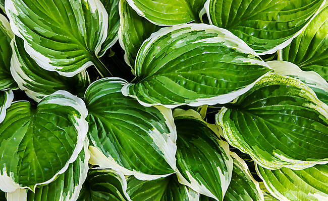 포토 JPG 해외이미지 나무 식물 계절 백그라운드 잎 패턴 자연 추상 건강 사람없음 초록색 빛 환경 정원 보라색 어둠 봄 성장 신선 유기농 질감 내추럴 그리너리 해외포토 웰빙 컬러 무늬 생태계 파일형식 트랜드컬러 이미지허브