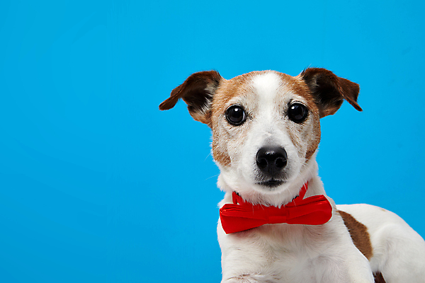 포토 JPG 해외이미지 스튜디오촬영 동물 응시 새끼 포유류 나비넥타이 생물 사람없음 빨간색 반려동물 컬러풀 개 달콤 강아지 파란배경 주둥이 송곳니 강렬 고립 관심 기르기 복종 주목 지능 총구 충실 스타일 카피스페이스 해외포토 시선 컬러 백그라운드 넥타이 실내 파란색 공백 맛 치아 돌봄 파일형식 이미지허브