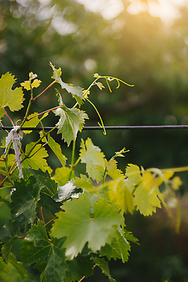 포토 JPG 해외이미지 식물 계절 음식 백그라운드 잎 농업 과일 자연 포도 매달리기 건강 사람없음 야외 빨간색 초록색 햇빛 태양 농장 와인 정원 맑음 일몰 봄 수확 성장 나뭇가지 시골 신선 달콤 다발 유기농 포도밭 포도나무 내추럴 밭일 숙성 양조장 해외포토 자연요소 나무 웰빙 산업 컬러 밭 모션 날씨 주류 노을 맛 과일나무 생태계 파일형식 이미지허브