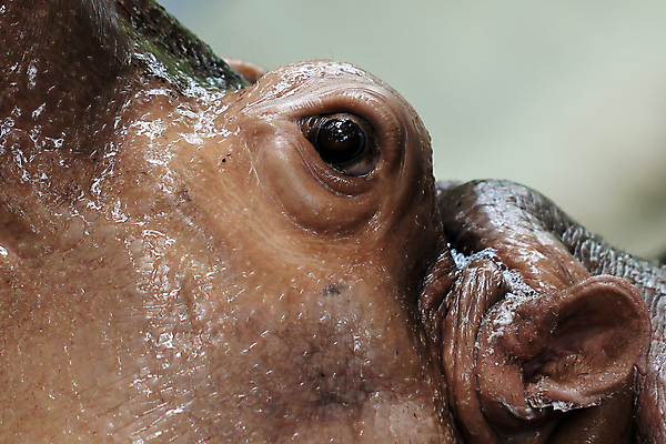 포토 JPG 해외이미지 동물 야생동물 백그라운드 포유류 자연 동물원 초원 사람없음 야외 반려동물 숲 사파리 피부 꼬리 사냥 하마 해외포토 신체부위 생태계 파일형식 이미지허브