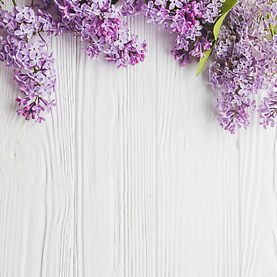 포토 JPG 해외이미지 잎 실내 사람없음 하이앵글 흰배경 라일락 카피스페이스 해외포토 식물 꽃 뷰포인트 백그라운드 내부 공백 흰색 파일형식 이미지허브