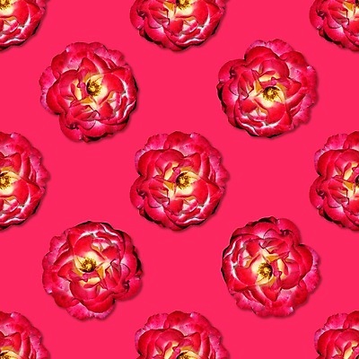 포토 JPG 해외이미지 식물 디자인 꽃 분홍색 결혼 잎 꽃무늬 패턴 자연 휴가 파노라마 사랑 사람없음 장식 빨간색 장미 낭만 벚꽃 축하 신용카드 생일 포도나무 모음 고립 플랫레이 미니멀 해외포토 기념일 감정 컬러 컨셉 무늬 촬영기법 이벤트 한글 금융 플랫 과일나무 생태계 파일형식 이미지허브