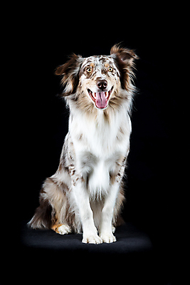 포토 JPG 해외이미지 응시 남자 포유류 검은배경 실내 앉기 사람없음 세로 컬러풀 검은색 만지기 양치기 개 호주 경보 고립 해외포토 동물 직업 시선 컬러 백그라운드 모션 사람 내부 오세아니아 파일형식 이미지허브