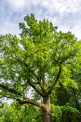 포토 JPG 해외이미지 주간 나무 식물 계절 공원 백그라운드 낙엽 잎 자연 사람없음 야외 목재 초록색 여름 환경 정원 흰색 나뭇가지 숲 생태계 나무껍질 내추럴 생태학 영원 옛날 그리너리 해외포토 자연요소 공공시설 교육 컬러 재료 껍질 파일형식 트랜드컬러 이미지허브