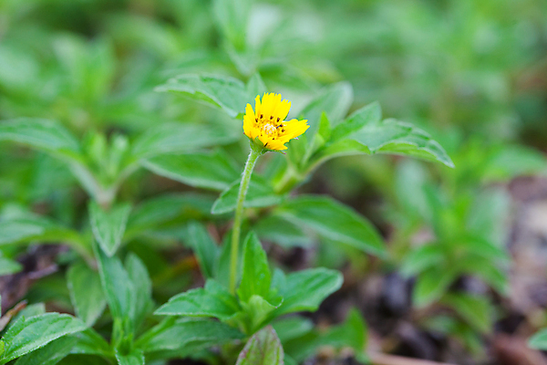 포토 JPG 해외이미지 식물 1 꽃잎 꽃 백그라운드 잎 꽃무늬 밭 자연 초원 사람없음 장식 초록색 여름 파란색 빛 뷰티 노란색 정원 봄 벚꽃 신선 작음 데이지 보케 수선화 해외포토 계절 컬러 무늬 농업 크기 생태계 파일형식 이미지허브