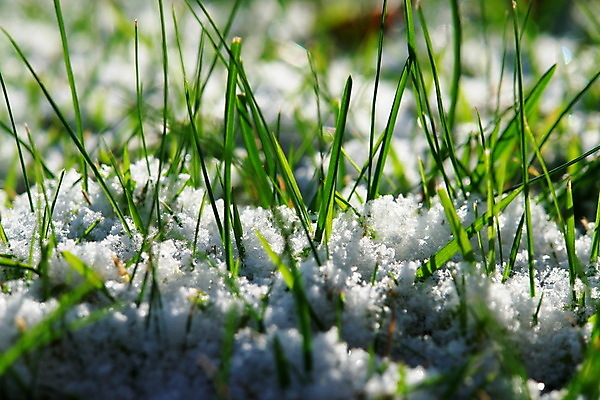 포토 JPG 해외이미지 겨울 사람없음 냉동 얼음 봄 추위 성장 땅바닥 해외포토 자연요소 계절 바닥 파일형식 이미지허브