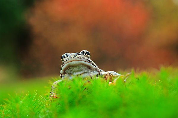 포토 JPG 해외이미지 동물 응시 야생동물 백그라운드 컨셉 잎 파충류 자연 종류 개구리 양서류 이끼 앉기 사람없음 초록색 컬러풀 갈색 머리 관찰 닫기 숲 작음 눈동자 묘사 싱글 생물학 두꺼비 내추럴 동물상 생태학 어려움 못생김 끈적임 해외포토 식물 시선 교육 컬러 모션 신체부위 조형물 눈_신체부위 크기 생태계 파일형식 이미지허브