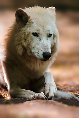 포토 JPG 해외이미지 주간 한마리 야생동물 사람없음 야외 아웃포커스 소프트포커스 늑대 해외포토 자연요소 동물 1 포유류 촬영기법 파일형식 이미지허브