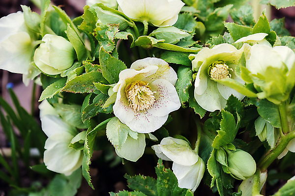 포토 JPG 해외이미지 식물 계절 꽃잎 꽃 잎 겨울 꽃무늬 자연 부활절 사람없음 야외 가로 초록색 노란색 정원 봄 들꽃 성장 벚꽃 흰색 개화 그룹 부드러움 내추럴 영원 해외포토 기념일 컬러 무늬 감각 생태계 파일형식 이미지허브