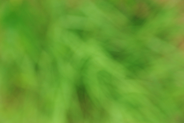 포토 JPG 해외이미지 식물 계절 백그라운드 컨셉 잎 패턴 밭 자연 아침 추상 미술 사람없음 초록색 여름 빛 컬러풀 햇빛 뷰티 정원 맑음 봄 활발 원형 소프트포커스 숲 질감 보케 부드러움 내추럴 광 블러 효과 해외포토 주간 도형 컬러 무늬 농업 날씨 문화예술 촬영기법 태양 감각 생태계 파일형식 이미지허브