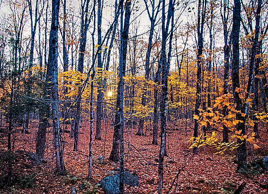 포토 JPG 해외이미지 주간 나무 사람없음 야외 숲속 해외포토 자연요소 식물 숲 파일형식 이미지허브