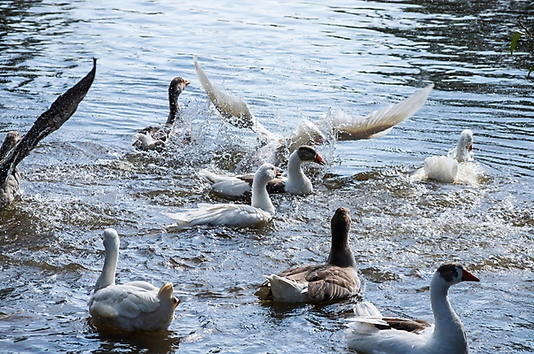 포토 JPG 해외이미지 동물 호수 야생동물 백그라운드 날개 오렌지 자연 조류 오리 사람없음 야외 초록색 물 여름 강 컬러풀 뷰티 농장 반사 머리 수영 중국 젖음 흰색 물방울 연못 그룹 닫기 떨어짐 빨래 깃털 부리 백조 목 거위 내추럴 동물상 이국적 해외포토 자연요소 계절 아시아 컬러 컨셉 가사 농업 과일 모션 신체부위 조형물 수상스포츠 생태계 파일형식 이미지허브