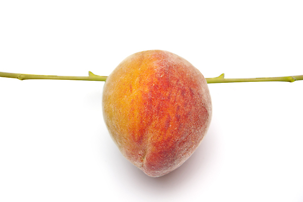 포토 JPG 해외이미지 1 라이프스타일 음식 백그라운드 농업 다이어트 재료 건강 사람없음 노란색 쌓기 껍질 흰색 신선 원형 그룹 황금 달콤 맛 오브젝트 상쾌 유기농 날것 복숭아 강렬 살구 숙성 완벽 채식주의자 비건 해외포토 도형 웰빙 감정 산업 컬러 컨셉 과일 모션 생활 채식 파일형식 이미지허브