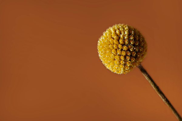 포토 JPG 해외이미지 모양 식물 디자인 계절 꽃 줄기 백그라운드 꽃무늬 공 자연 벽지 버튼 추상 사람없음 장식 초록색 컬러풀 태양 뷰티 노란색 일본 맑음 봄 벚꽃 흰색 원형 황금 닫기 호주 질감 데이지 뉴질랜드 긍정 내추럴 해외포토 자연요소 도형 아시아 컬러 컨셉 무늬 모션 날씨 오세아니아 생태계 파일형식 이미지허브