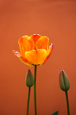 포토 JPG 해외이미지 실내 사람없음 주황색 튤립 꽃봉오리 해외포토 꽃 컬러 내부 파일형식 이미지허브