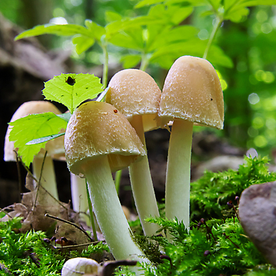 포토 JPG 해외이미지 나무 식물 계절 음식 백그라운드 잎 자연 이끼 사람없음 야외 목재 초록색 뷰티 갈색 노란색 환경 정원 버섯 성장 흰색 신선 그룹 숲 유기농 내추럴 곰팡이 캡모자 해외포토 모자_잡화 웰빙 컬러 재료 생태계 파일형식 이미지허브