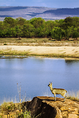 포토 JPG 해외이미지 동물 야생동물 포유류 아프리카 자연 파노라마 국립공원 사람없음 세로 보호 강가 사파리 영양 서식지 남아프리카 보호구역 해외포토 공원 나라 컨셉 촬영기법 강 생태계 구역 파일형식 이미지허브