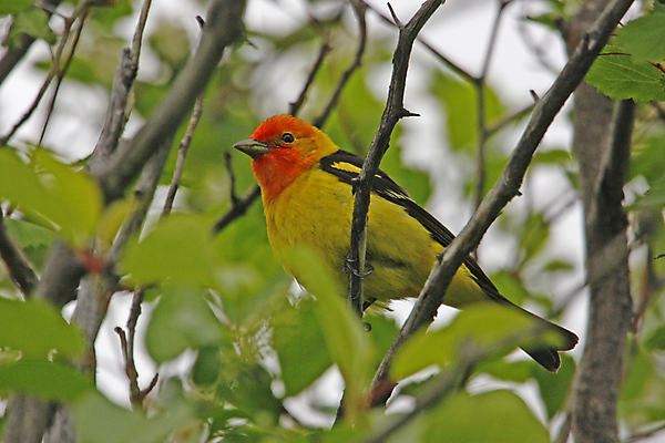 포토 JPG 해외이미지 나무 동물 남자 노래 조류 앉기 사람없음 작음 서쪽 해외포토 식물 음악 모션 사람 크기 방향 파일형식 이미지허브