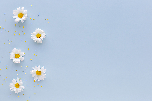 포토 JPG 해외이미지 꽃 실내 사람없음 하이앵글 파란배경 카피스페이스 해외포토 식물 뷰포인트 백그라운드 내부 파란색 공백 파일형식 이미지허브