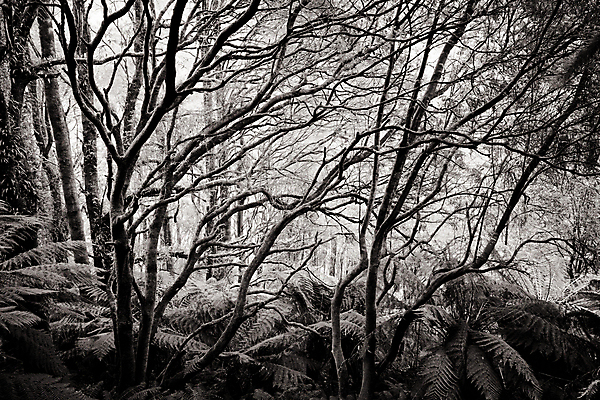 포토 JPG 해외이미지 나무 식물 공원 여행 잎 자연 휴가 국립공원 풍경 사람없음 야외 초록색 강 환경 침묵 봄 가을 황무지 호주 숲 열대우림 양치류 웅장함 해외포토 계절 공공시설 컬러 소리 오세아니아 생태계 파일형식 이미지허브