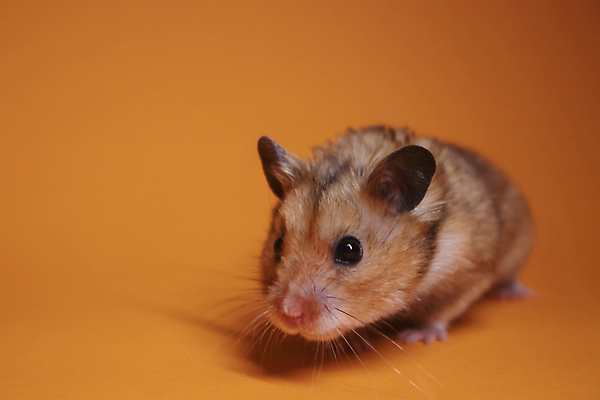 포토 JPG 해외이미지 응시 백그라운드 사람없음 반려동물 설치류 작음 햄스터 주황색배경 해외포토 동물 시선 주황색 크기 파일형식 이미지허브