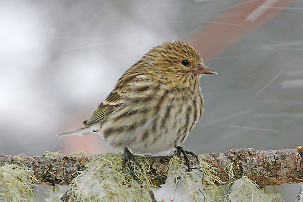 포토 JPG 해외이미지 나무 동물 겨울 노래 조류 앉기 사람없음 갈색 소나무 작음 해외포토 식물 계절 음악 컬러 모션 크기 파일형식 이미지허브