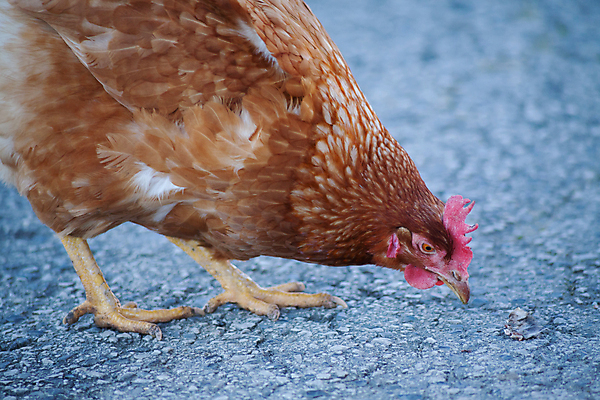 포토 JPG 해외이미지 동물 여자 행복 유럽 도로 음식 농업 날개 재료 자연 조류 건강 병아리 육류 사람없음 초록색 농장 갈색 바구니 우주 정원 계란 식사 치킨 흰색 시골 신선 선택 볏짚 먹이 수집 먹기 유기농 날것 내추럴 점심식사 밭일 암탉 핸드메이드 해외포토 웰빙 감정 나라 산업 길 컬러 컨셉 식재료 교통시설 모션 사람 알 닭 짚 암컷 생태계 닭고기요리 파일형식 이미지허브
