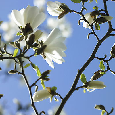 포토 JPG 해외이미지 주간 사람없음 야외 아웃포커스 봄 목련 해외포토 자연요소 계절 꽃 촬영기법 파일형식 이미지허브