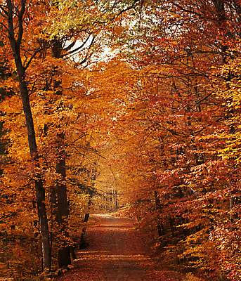 포토 JPG 해외이미지 주간 단풍 단풍나무 사람없음 야외 빨간색 숲길 해외포토 자연요소 나무 길 컬러 잎 파일형식 이미지허브
