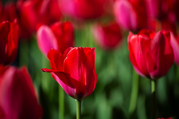 포토 JPG 해외이미지 식물 직업 계절 공원 꽃잎 꽃 꽃다발 백그라운드 잎 꽃무늬 밭 전구 자연 사람없음 빨간색 초록색 빛 컬러풀 뷰티 정원 검은색 봄 활발 튤립 벚꽃 광선 신선 개화 큼 명상 러시아 조경 내추럴 러시아인 영원 카피스페이스 해외포토 서양인 공공시설 유럽 컬러 컨셉 무늬 농업 공백 크기 생태계 파일형식 이미지허브