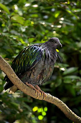 포토 JPG 해외이미지 나무 동물 척추동물 1 공원 실루엣 야생동물 여행 날개 자연 조류 동물원 사람없음 야외 목재 옆모습 초록색 파란색 평화 검은색 자유 나뭇가지 보호 숲 깃털 싱글 비둘기 부리 내추럴 무료 혼자 해외포토 식물 공공시설 뷰포인트 컬러 컨셉 재료 촬영기법 생태계 파일형식 이미지허브