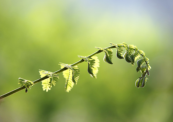 포토 JPG 해외이미지 나무 식물 계절 줄기 백그라운드 잎 패턴 자연 새로움 나선형 사람없음 야외 초록색 빛 새싹 환경 정원 봄 성장 나뭇가지 신선 숲 발사 열대우림 에코 내추럴 생태학 총쏘기 해외포토 교육 컬러 컨셉 무늬 모션 생태계 파일형식 이미지허브