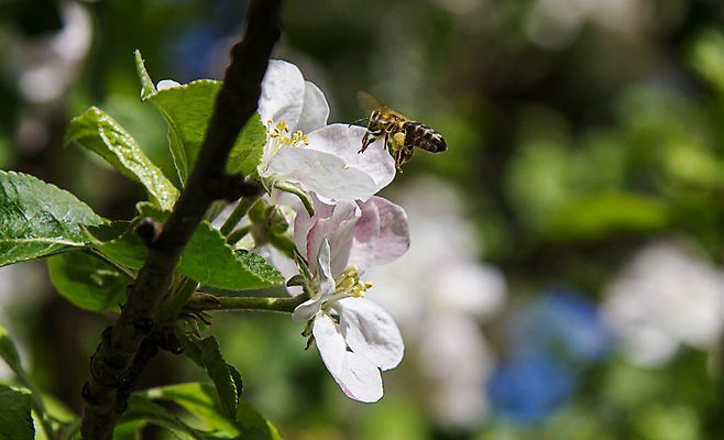 포토 JPG 해외이미지 나무 식물 동물 계절 꽃잎 꽃 분홍색 곤충 백그라운드 농업 자연 하늘 사람없음 야외 초록색 파란색 빛 뷰티 정원 봄 벚꽃 흰색 나뭇가지 신선 작업 개화 닫기 벌레 꿀벌 사과 수분 다발 꽃가루 꿀 내추럴 꽃수술 호박벌 해외포토 산업 컬러 과일 모션 벌_곤충 가루 생태계 파일형식 이미지허브