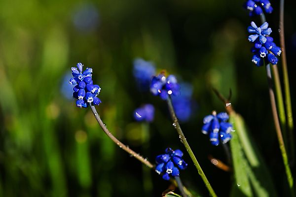 포토 JPG 해외이미지 식물 계절 꽃잎 꽃 백그라운드 꽃무늬 밭 자연 포도 사람없음 초록색 파란색 뷰티 정원 보라색 봄 들꽃 성장 벚꽃 소프트포커스 작음 원예 블루벨 히아신스 해외포토 컬러 무늬 농업 과일 촬영기법 취미 크기 생태계 파일형식 이미지허브