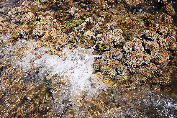 포토 JPG 해외이미지 바다 섬 여행 태국 자연 낚시 휴가 열대 사람없음 물 컬러풀 환경 수중 스노클링 산호 보호 숲 썰물 생태계 다이빙 카약 암초 서식지 내추럴 다도해 안다만 집시 해외포토 자연요소 아시아 컬러 컨셉 레저 수영 수상스포츠 자포동물 수중스포츠 파일형식 이미지허브