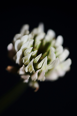 포토 JPG 해외이미지 식물 계절 꽃 야생동물 백그라운드 꽃무늬 밭 자연 초원 사람없음 야외 초록색 여름 뷰티 평화 환경 정원 계곡 봄 들꽃 성장 벚꽃 흰색 전원 시골 개화 우아함 숲 멀리 내추럴 해외포토 동물 컬러 컨셉 무늬 농업 전기에너지 생태계 파일형식 이미지허브