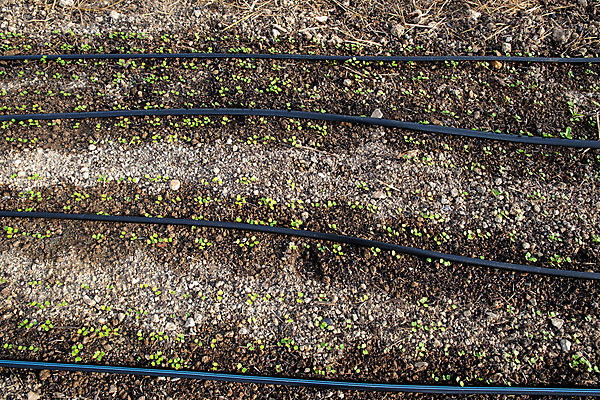 포토 JPG 해외이미지 나무 식물 디자인 음식 백그라운드 패턴 농업 채소 재료 자연 표면 사람없음 초록색 물 농장 갈색 흙 젖음 수확 성장 흰색 거친 유기농 원예 질감 먼지 건강식 채소밭 그런지 묘목 세련 해외포토 자연요소 웰빙 산업 컬러 무늬 밭 취미 생태계 파일형식 이미지허브